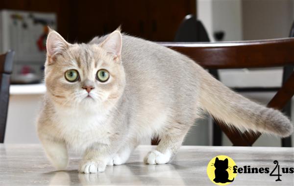 thechubbyfacedcat Picture 1